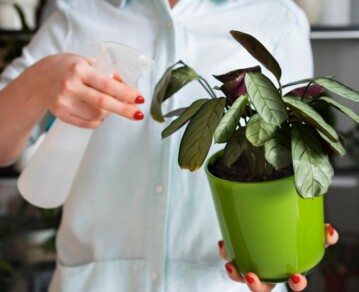 Plagas en las plantas de interior: cómo identificarlas y combatirlas sin usar químicos agresivos