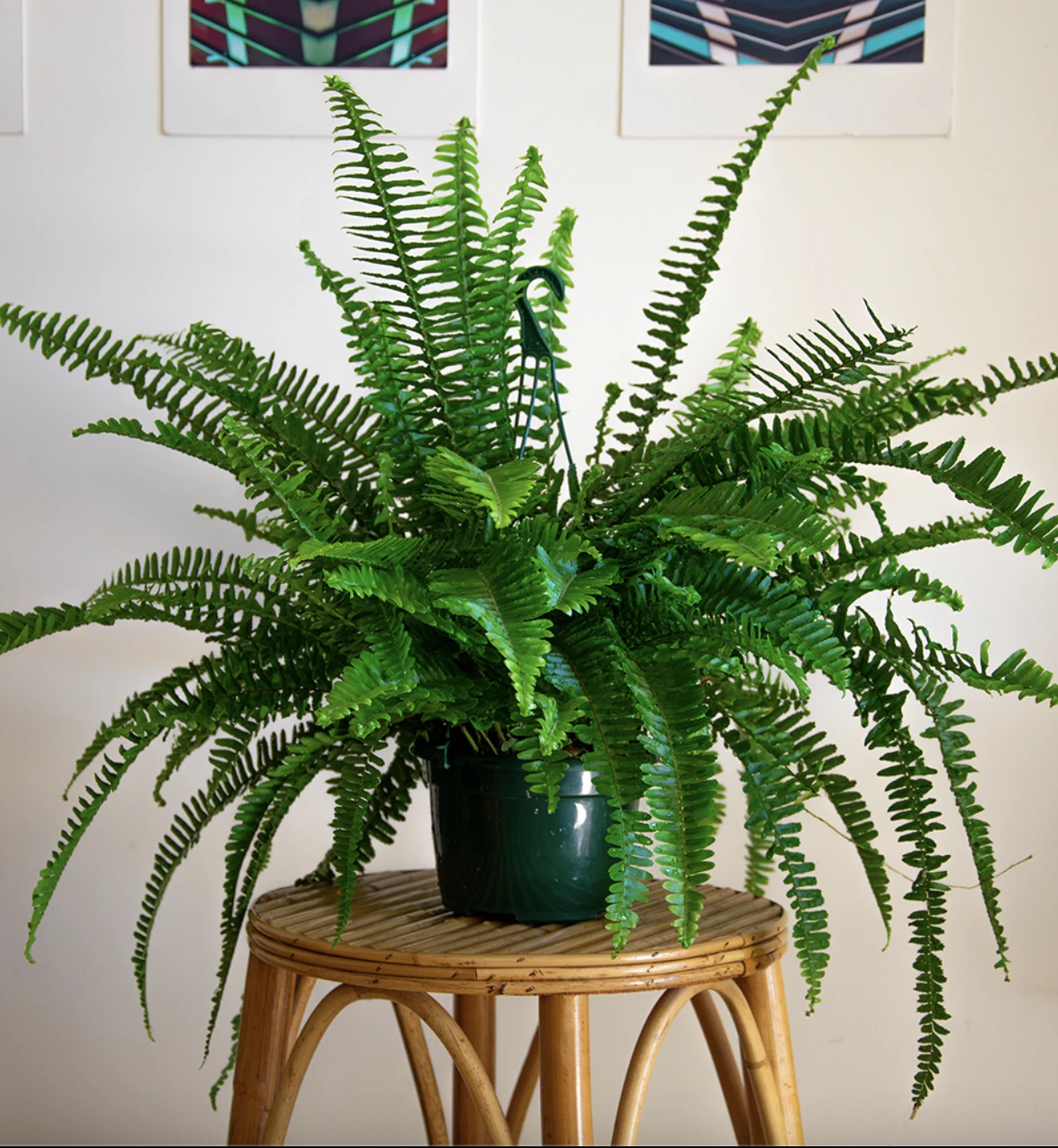 es originario de regiones tropicales de América, especialmente de Brasil y otras zonas de Sudamérica.