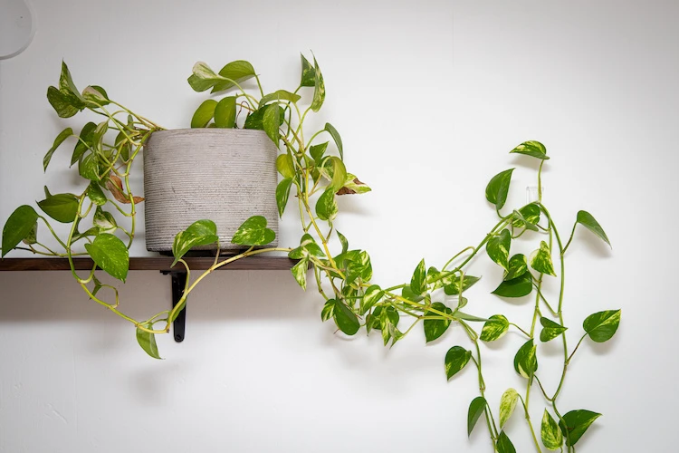 La especie Epipremnum aureum, comúnmente llamada potus o golden pothos, es originaria de la Polinesia Francesa, en la isla de Mo‘orea, en el Pacífico Sur. 
landscape.woodsidegardens.net
+2
plantsandflowersfoundationholland.org
+2

Ha sido naturalizada en muchas regiones tropicales y subtropicales del mundo, incluyendo el sudeste asiático, India y varias islas del Pacífico.