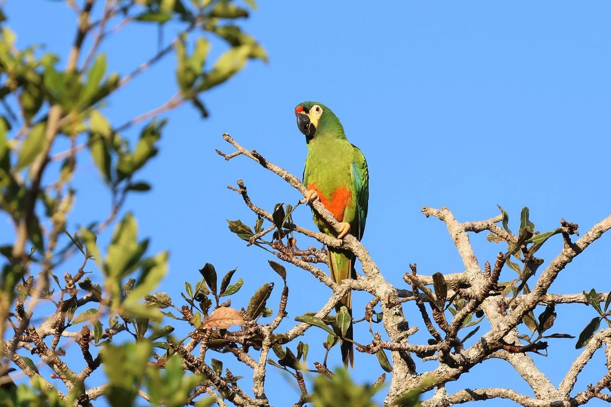 maracaná lomo rojo (Primolius maracana) -Pablo Petracci