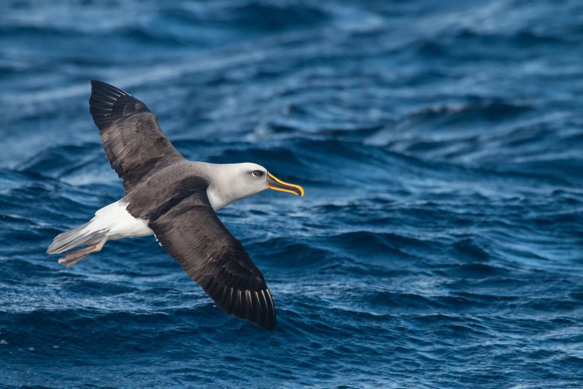 albatros cabeza gris (Thalassarche chrysostoma) -Kaspar Delhey