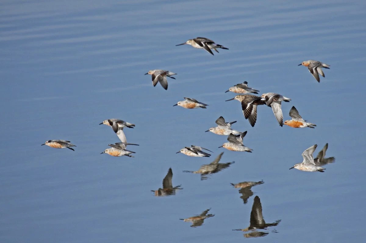 playero rojizo (Calidris canutus) -Pablo Petracci