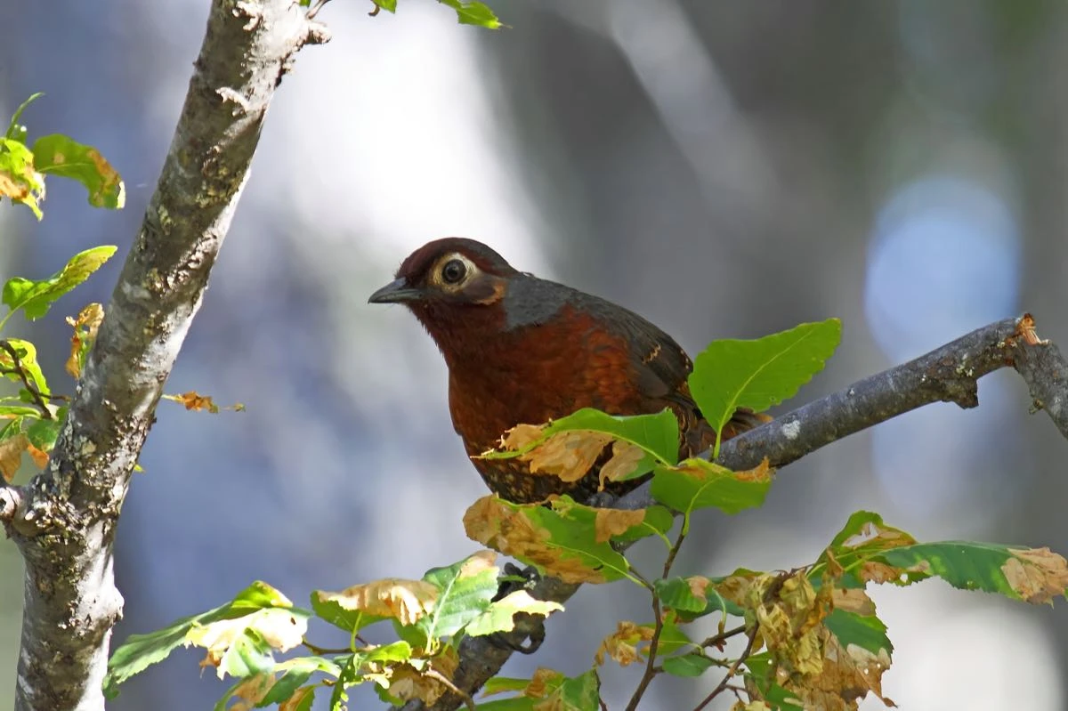 huet-huet castaño (Pteroptochos castaneus) -Pablo Petracci