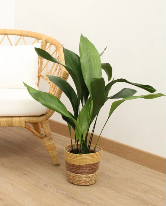 es originaria de regiones montañosas de China y Japón, donde crece de forma silvestre en bosques sombreados.