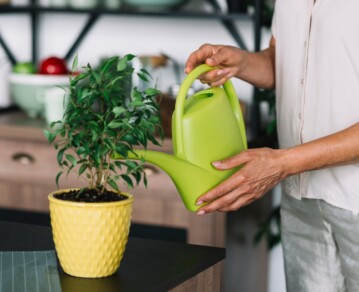 Rincones verdes: cómo decorar la cocina con plantas aromáticas y mantenerlas siempre sanas