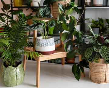 Plantas tropicales en casa: las 3 especies clave para lograr un efecto “oasis” sin complicarte