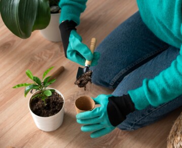 Cómo trasplantar tus plantas sin dañarlas: guía paso a paso para principiantes