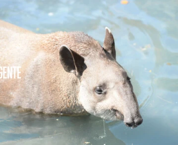 Bartolo, el tapir del Ecoparque que va a viajar a Jujuy