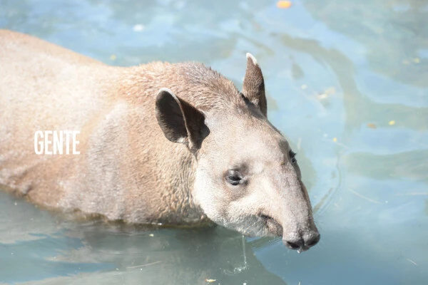 Bartolo, el tapir del Ecoparque que va a viajar a Jujuy