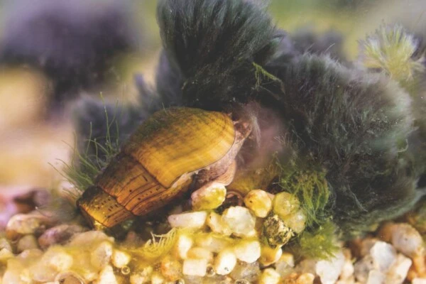 los caracoles de Apipé