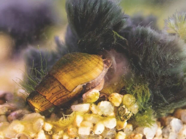 los caracoles de Apipé