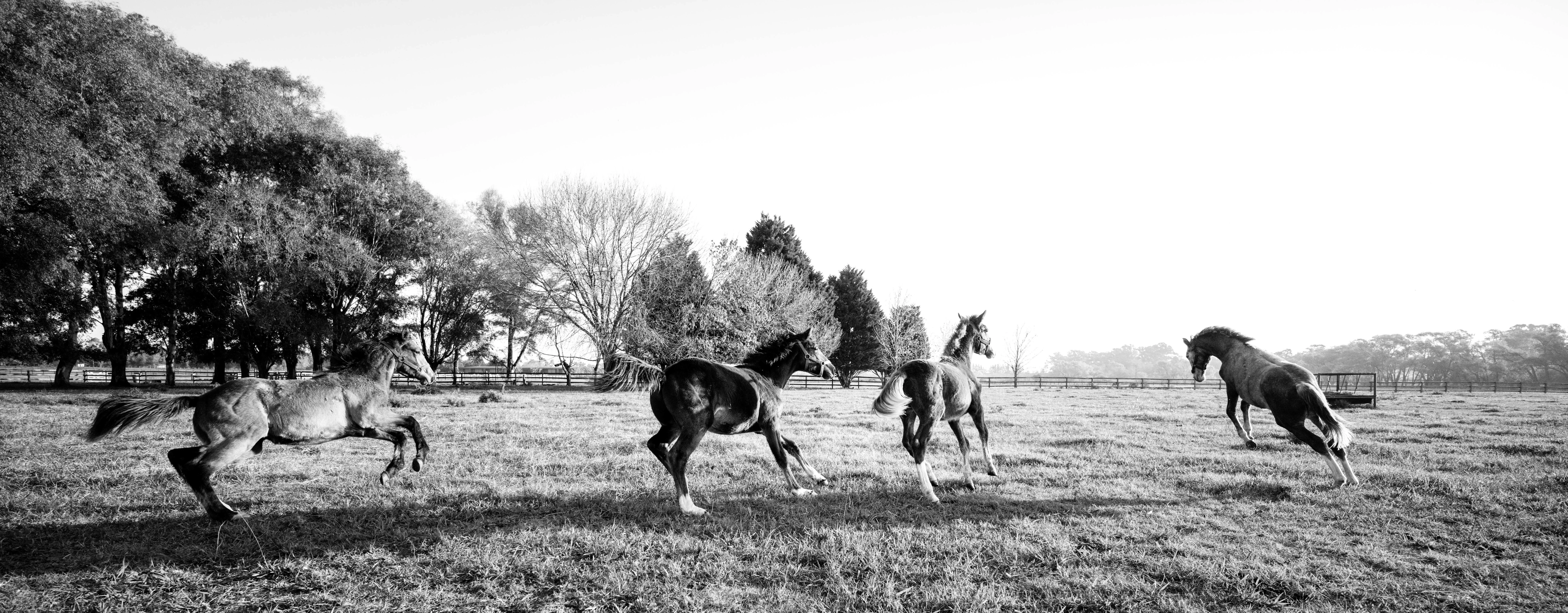 Los caballos, disfrutando de los amplios terrenos.