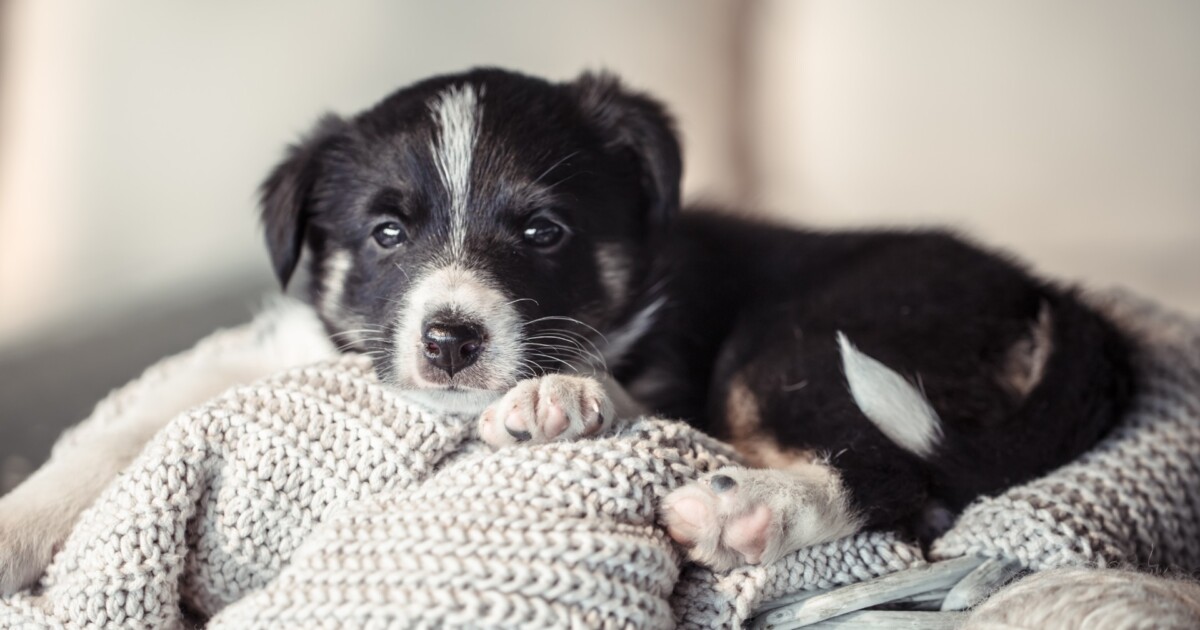 Por qué tu perro cambia de lugar para dormir: qué busca realmente cuando se mueve por la casa