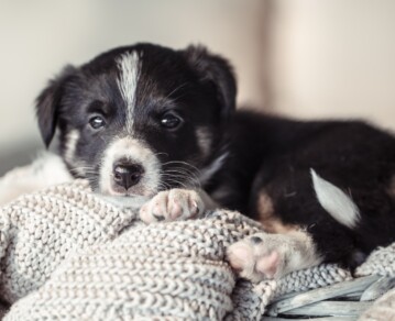 Cómo preparar la casa para recibir un cachorro: guía práctica para los primeros días