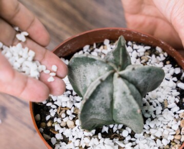 Los 5 consejos esenciales para cuidar tus cactus y lograr que crezcan fuertes todo el año