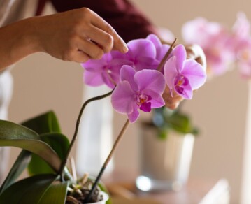 Cómo cuidar las orquídeas en casa para que florezcan en primavera