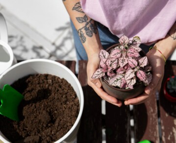 Cómo cuidar las plantas de exterior para que sobrevivan al cambio de estación
