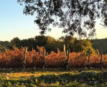 Vinos world‑class en Córdoba