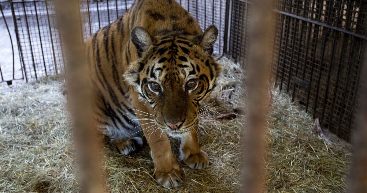 A 37 días de su ansiado rescate: el triste final de Flora, la tigresa 