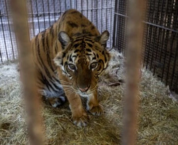 La triste historia de Flora, la tigresa que "creció como un bonsái" en el ex Zoo de Luján