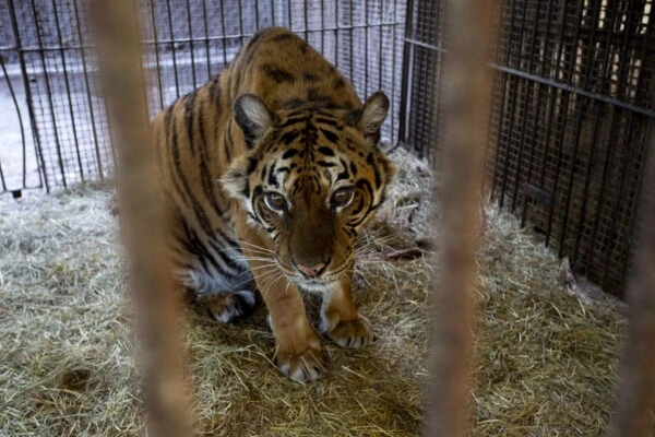 La triste historia de Flora, la tigresa que "creció como un bonsái" en el ex Zoo de Luján