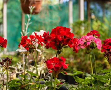 Geranios en casa: cómo cuidarlos para que florezcan todo el año y perfumen cada ambiente