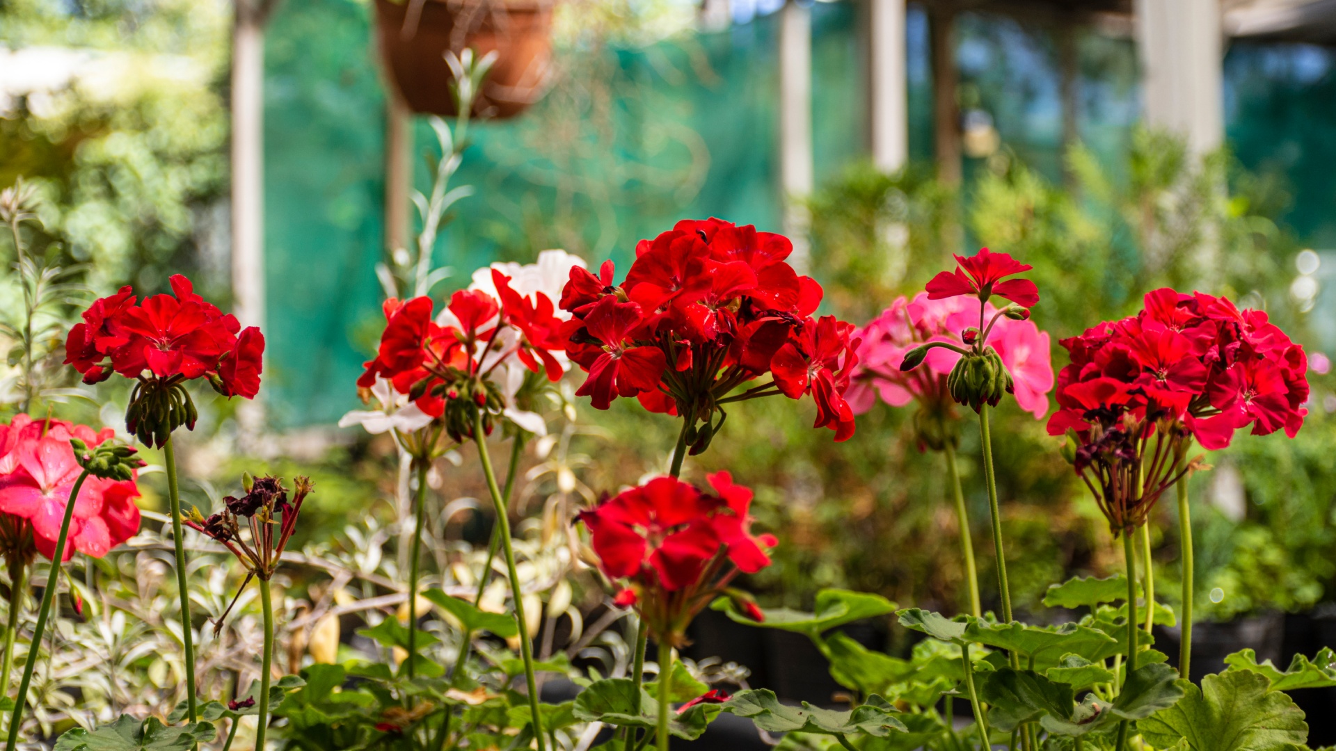 Geranios en casa: cómo cuidarlos para que florezcan todo el año y perfumen  cada ambiente – GENTE Online, image size:1920x1080