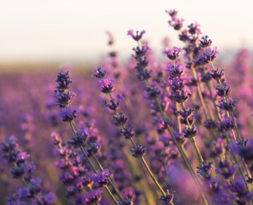 Lavanda en casa: cuidados básicos para que crezca, florezca y perfume tus ambientes