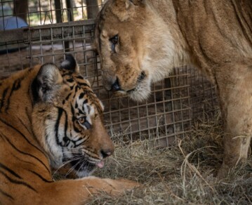 Los 62 tigres y leones del ex Zoo de Luján: tras años de abuso y hacinamiento, un rescate les devuelve por primera vez la esperanza