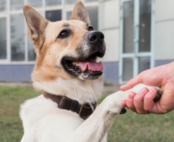 Cómo entender el lenguaje corporal de tu perro: las señales más comunes y qué significan