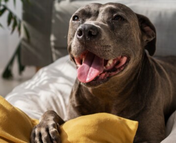 Cómo preparar a tu perro para quedarse solo en casa sin ansiedad ni destrozos