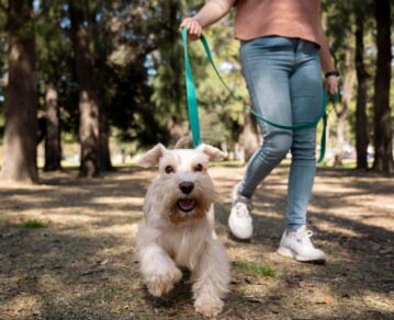 Rutina diaria para perros activos: cómo canalizar su energía cuando no tenés mucho tiempo