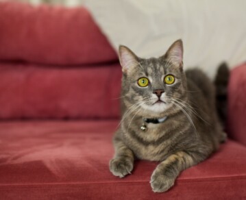 Gatos felices en casa: trucos para que no se aburran ni rompan todo cuando están solos