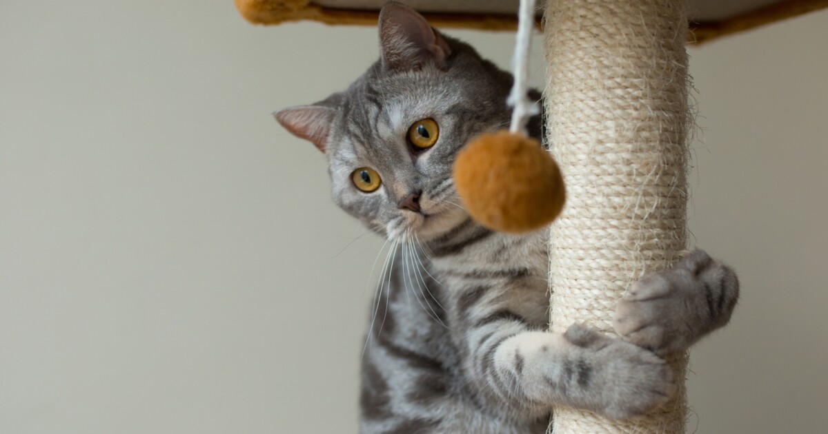 Por qué tu gato tira cosas al piso: lo que hay detrás de este comportamiento tan común
