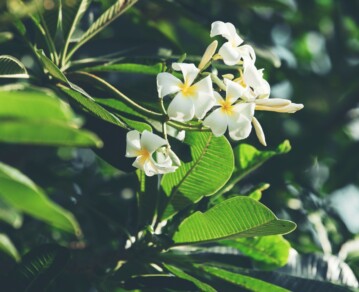 Plantas que perfuman el hogar todo el año: especies fáciles de cuidar y con aroma natural
