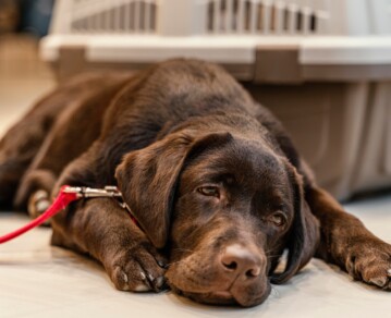 Cómo saber si tu perro está estresado: señales que no deberías pasar por alto