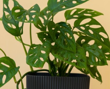 Cómo elegir plantas resistentes para espacios con sombra total: opciones que casi no fallan