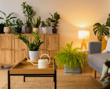 Cómo revivir una planta marchita: trucos que realmente funcionan