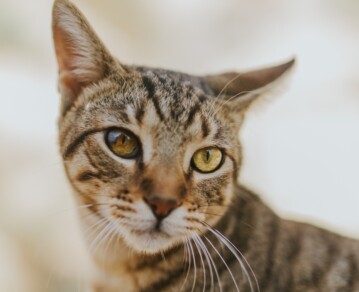 Tu gato no siempre juega: cómo diferenciar señales de afecto y de agresión en casa