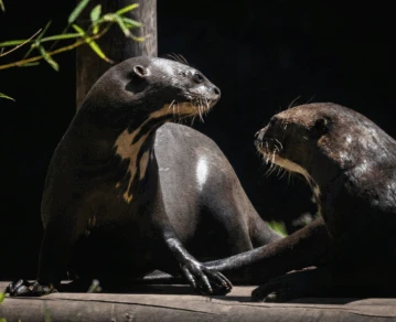 las nutrias gigantes que se enamoraron en el Ecoparque