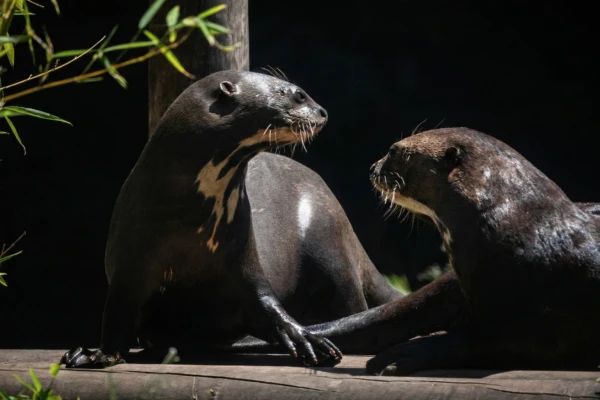 las nutrias gigantes que se enamoraron en el Ecoparque
