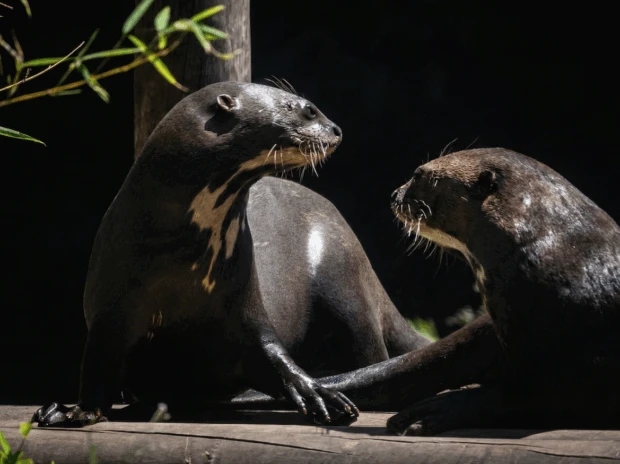 las nutrias gigantes que se enamoraron en el Ecoparque