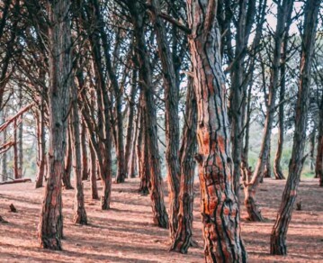 La ciudad balnearia que cuenta con un imponente bosque energético