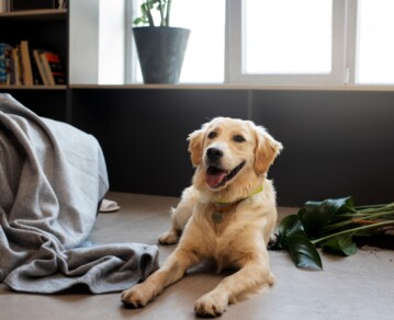 Los 5 juegos fáciles de armar para entretener a tu perro en casa y evitar que se aburra