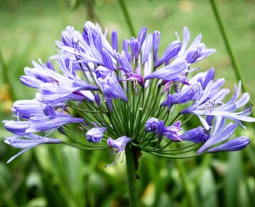 Por qué el agapanto es la planta tendencia de este verano: 4 cuidados clave para que florezca fuerte