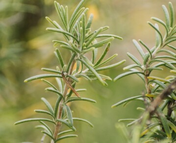 Romero en casa: por qué es la planta aromática ideal para el verano y cómo cuidarla fácilmente