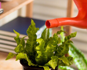 Plantas resistentes al calor extremo: las especies que sobreviven al verano argentino sin mucho riego