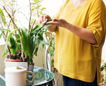 Ola de calor: cómo proteger a las plantas para que no se quemen ni se sequen