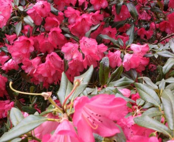 Por qué la azalea es la flor más elegida para departamentos: 6 tips para que florezca fuerte
