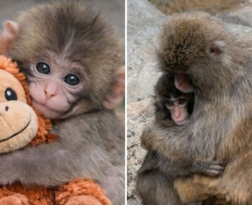 ¡Por fin lo aceptaron! El video del mono Punch que enternece al mundo